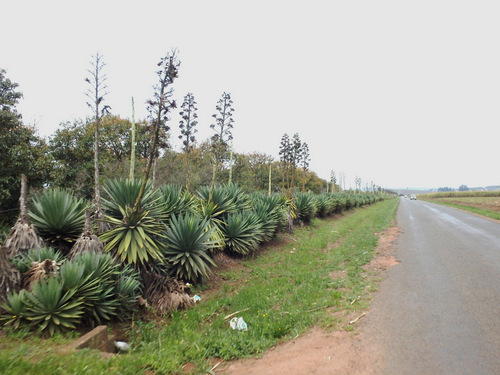 Sometimes called Aloe Tree.